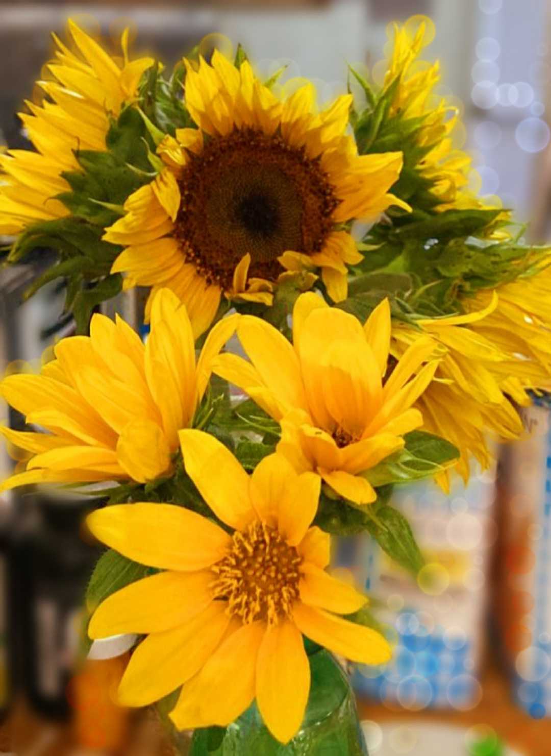 girasoles de mi jardín 