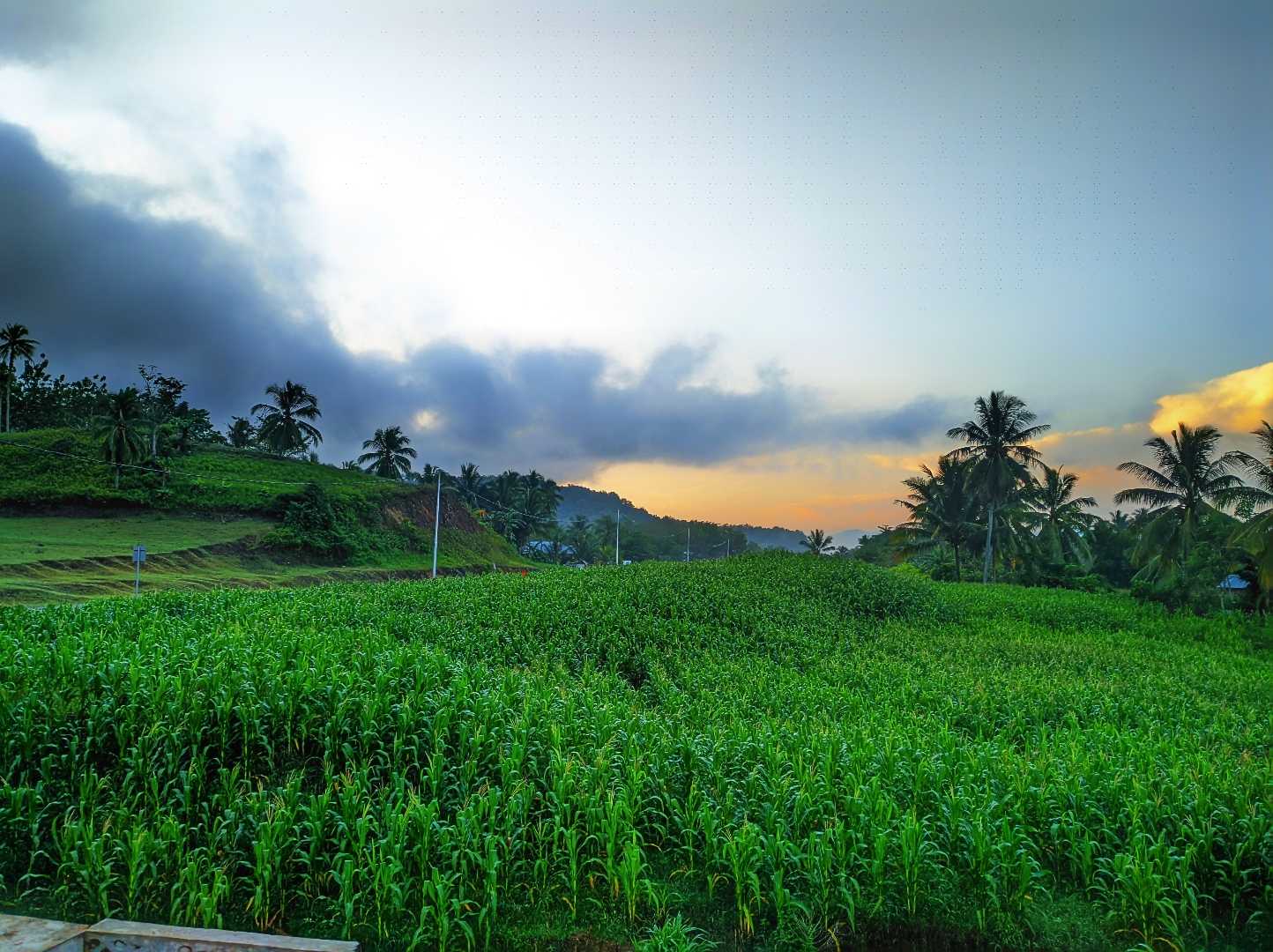 Kebun Jagung 