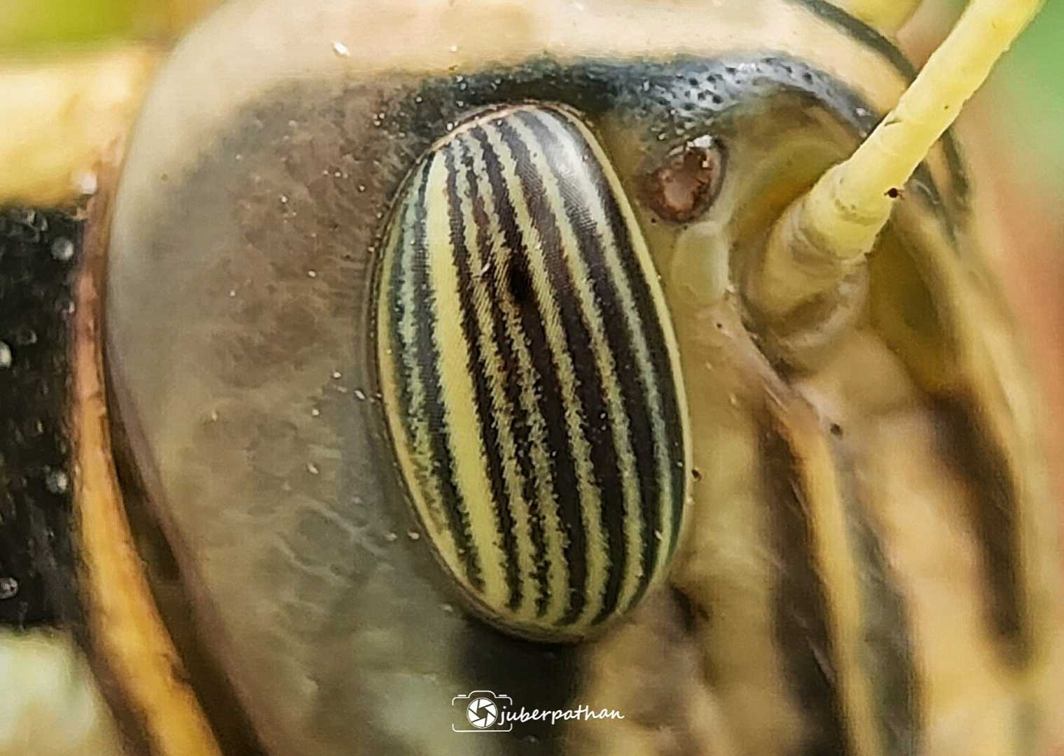 Grasshopper Eye 👁️
