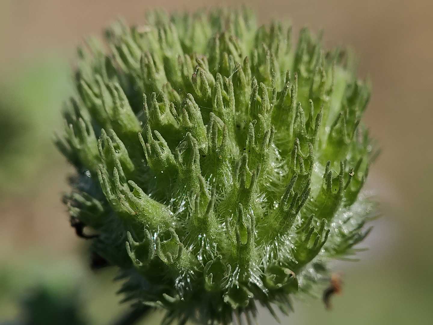 Hyptis capitata