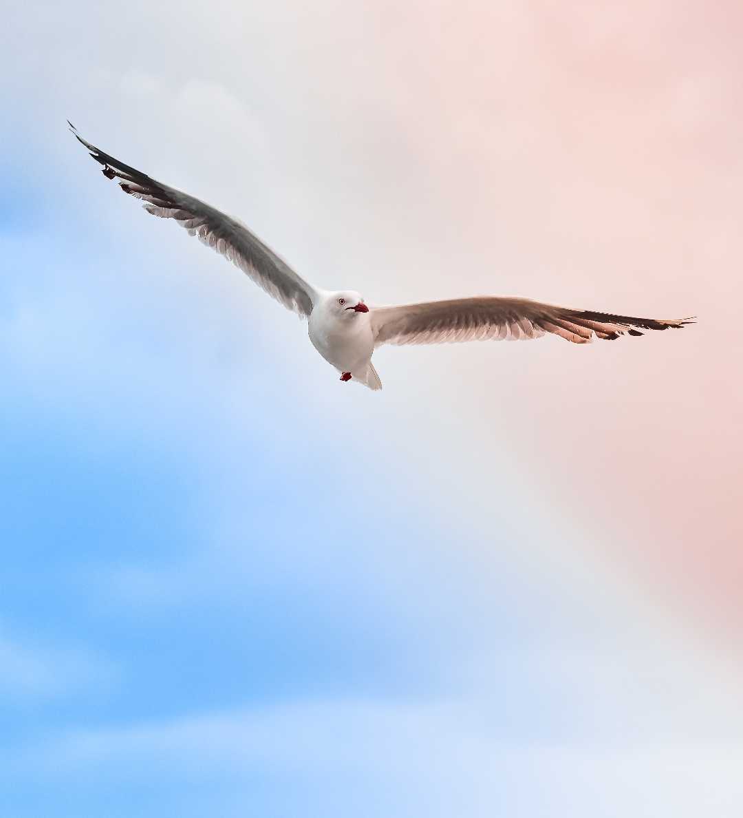 Seagull ❤️