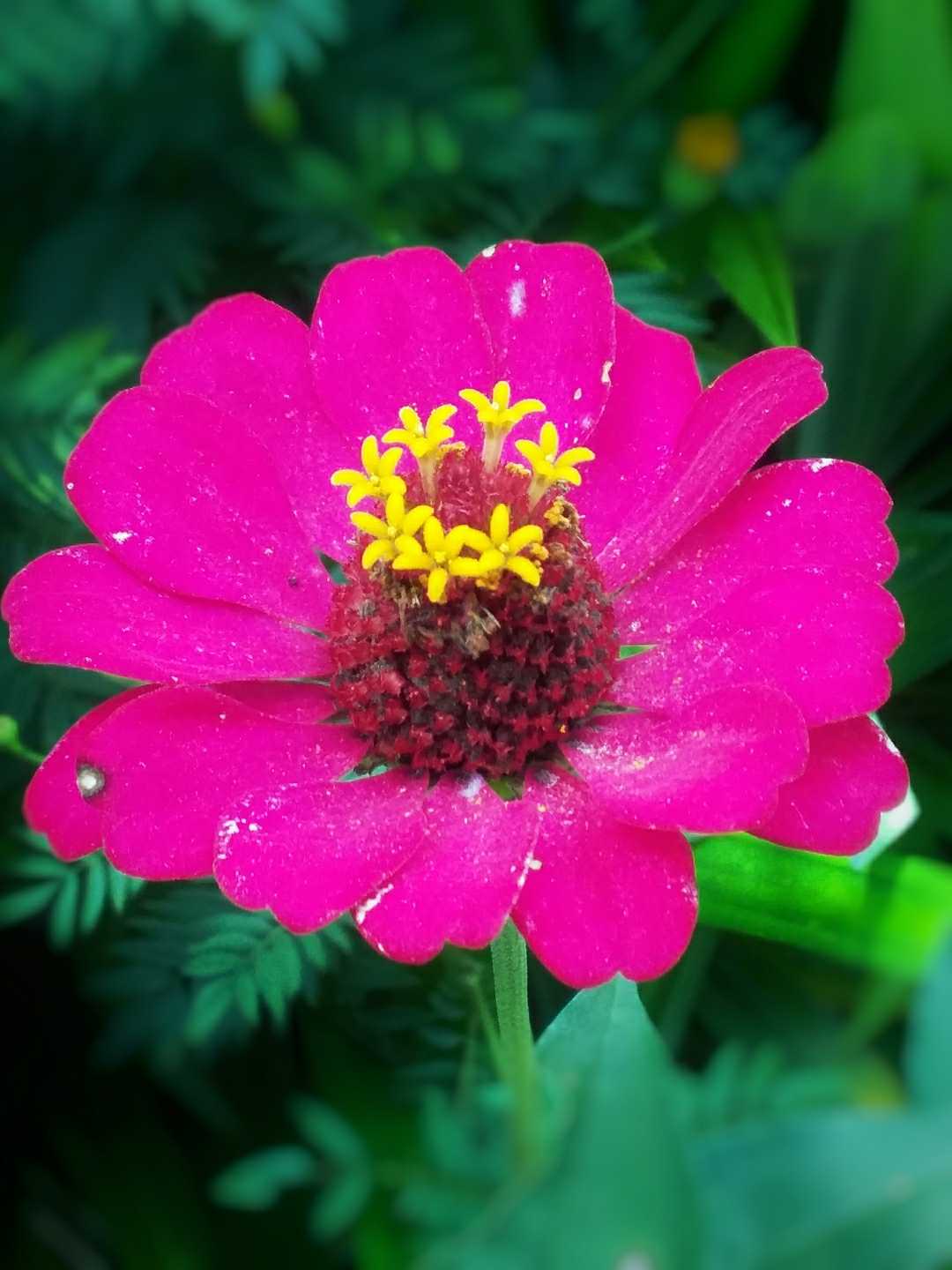 Beautifull Zinnia flower