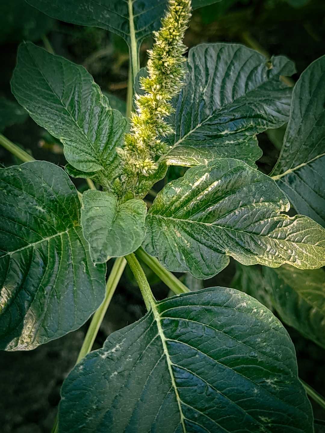Bayam kotok / Amaranthus blitum