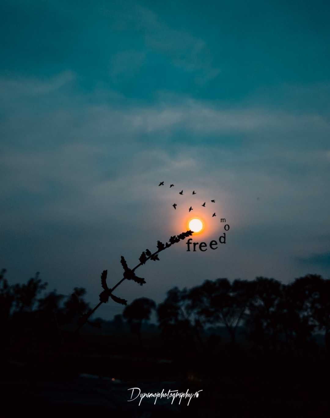 🦅 FREEDOM  🦅