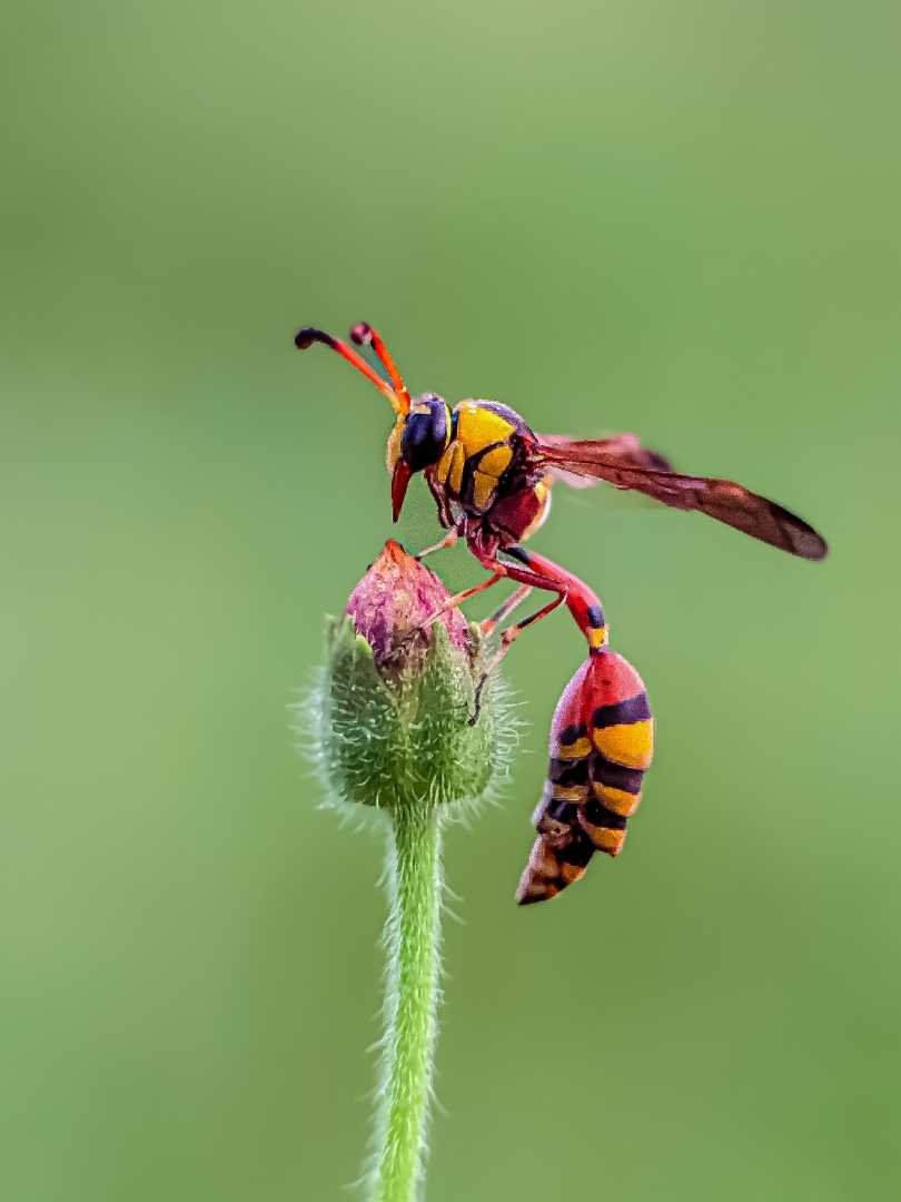 yellow potter wasp