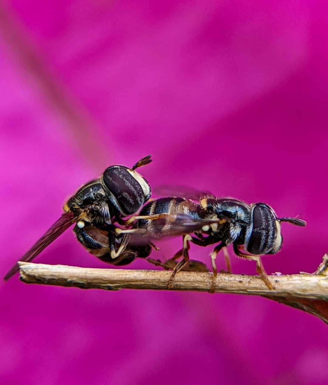 Hover fly mating