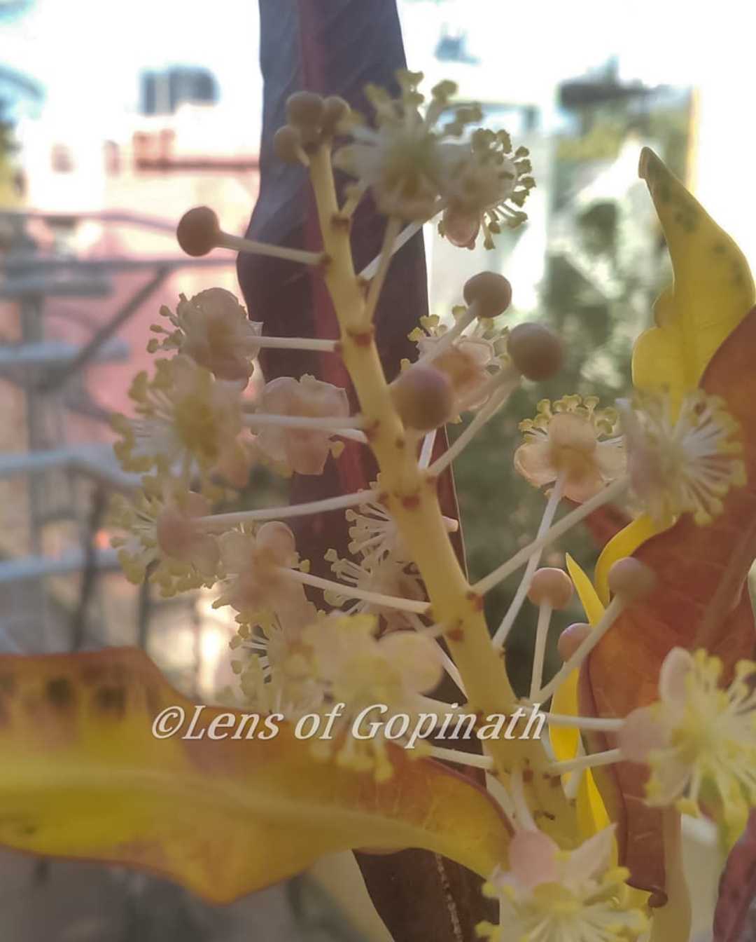 blooming flower