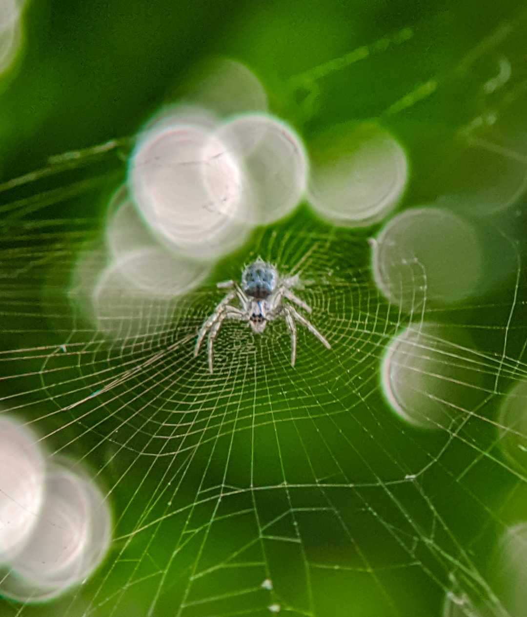 spider and bokeh📸💚