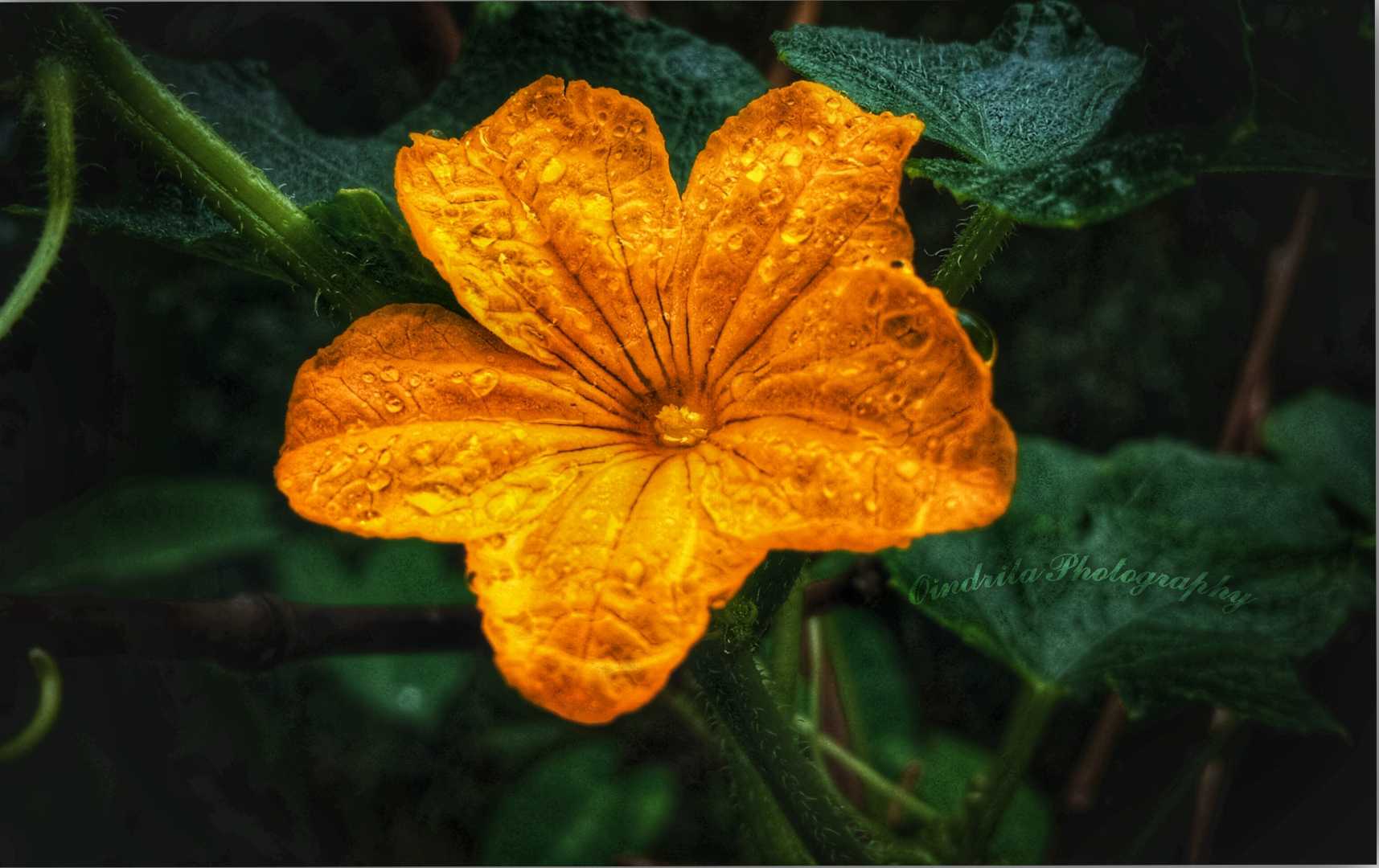 Flower 🍁