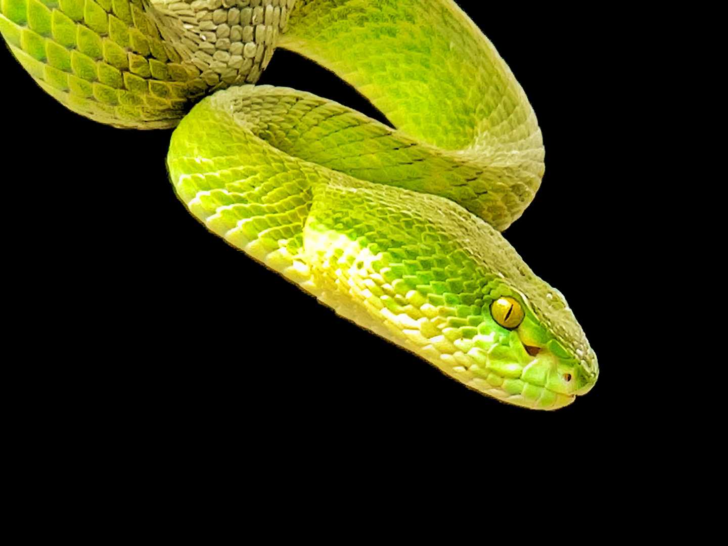 ULO IJO