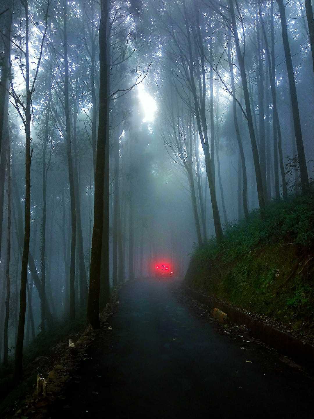 Majestic Misty Pine Forest