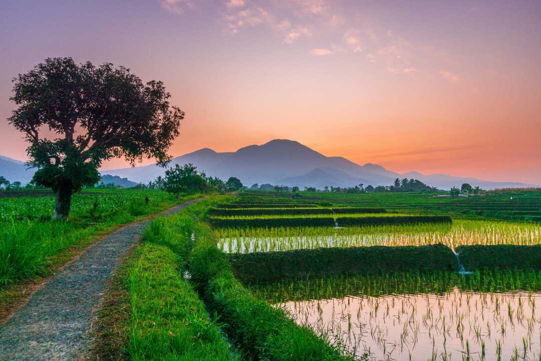 the natural beauty of the village in the morning