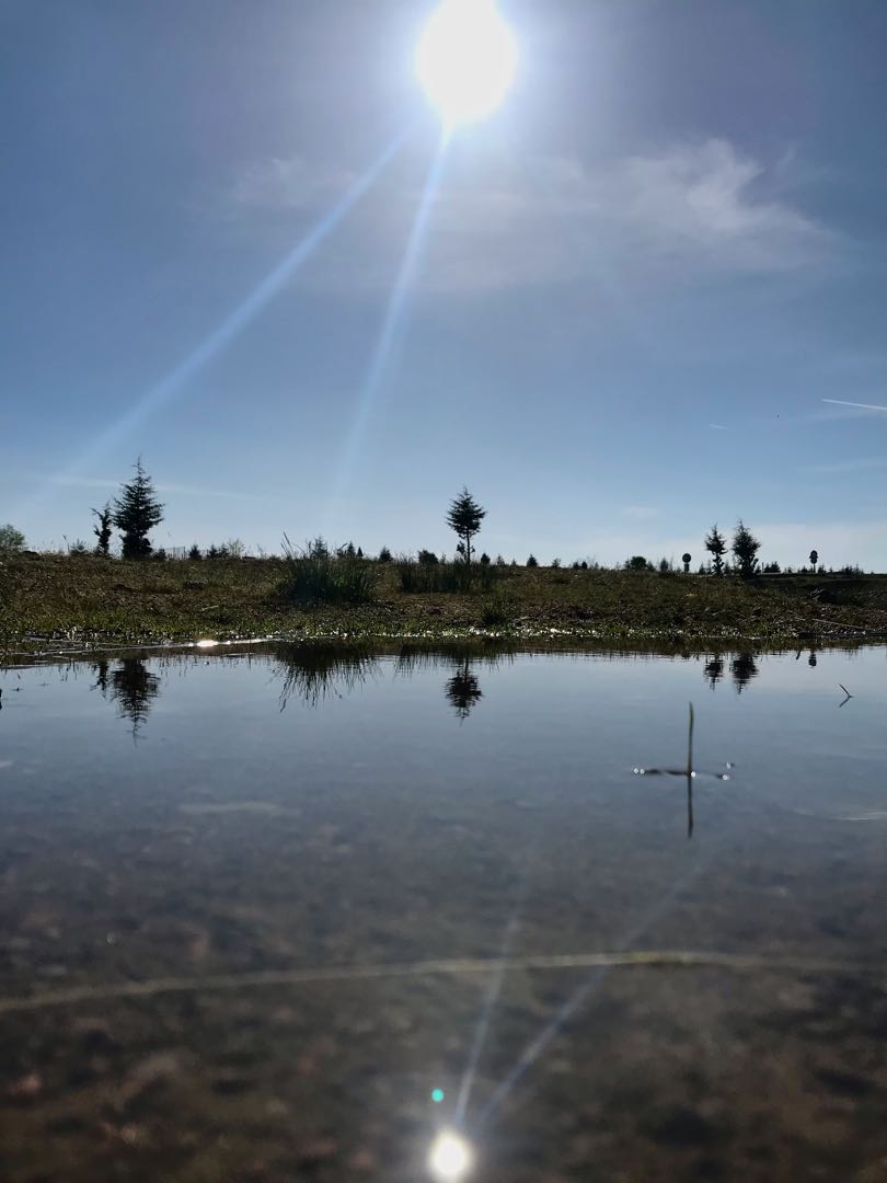Reflection’ /x