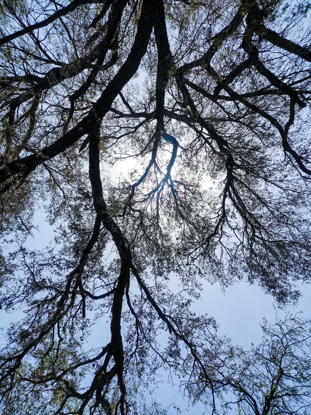 Branch of tree 🌳