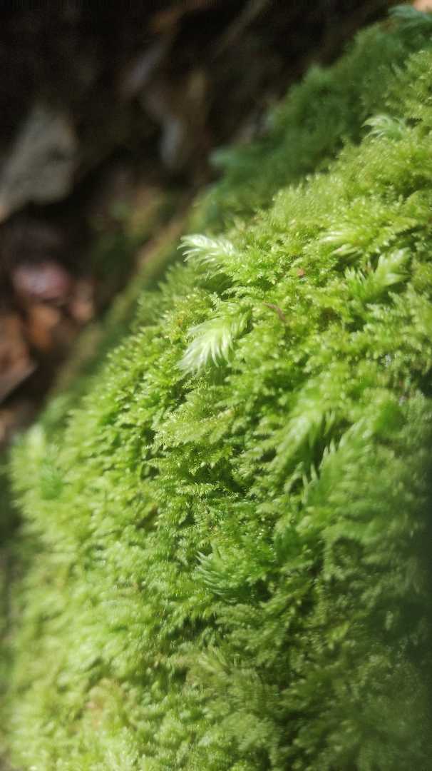 green moss
