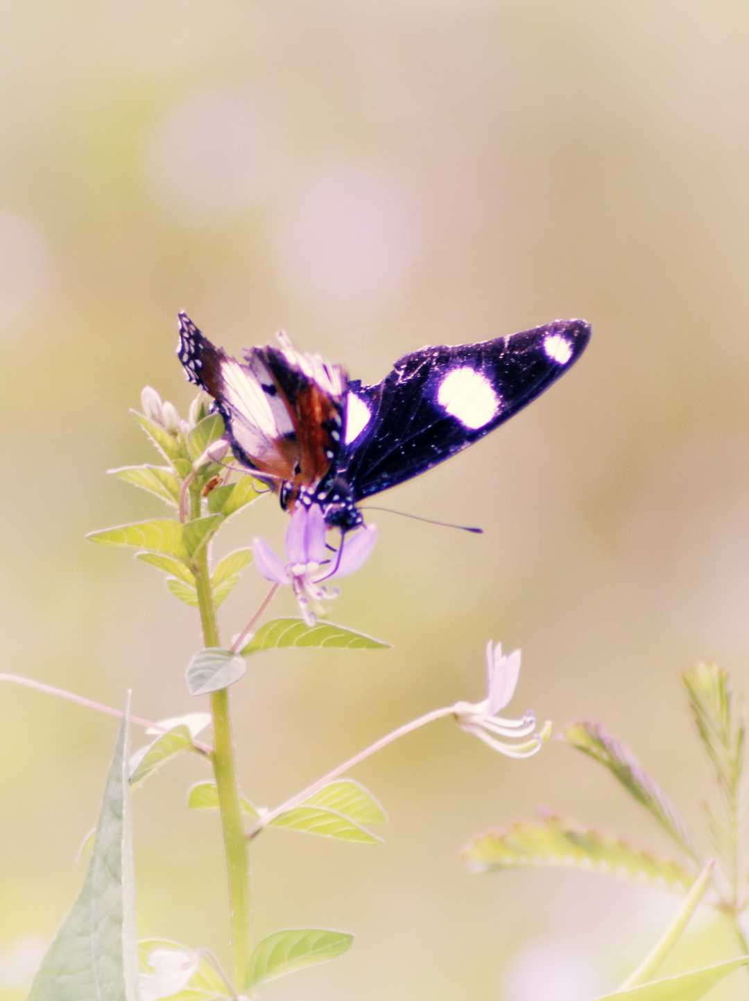 butterfly