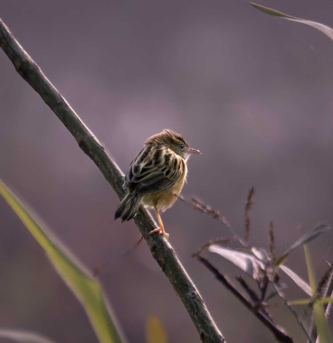 zitting cisticola.