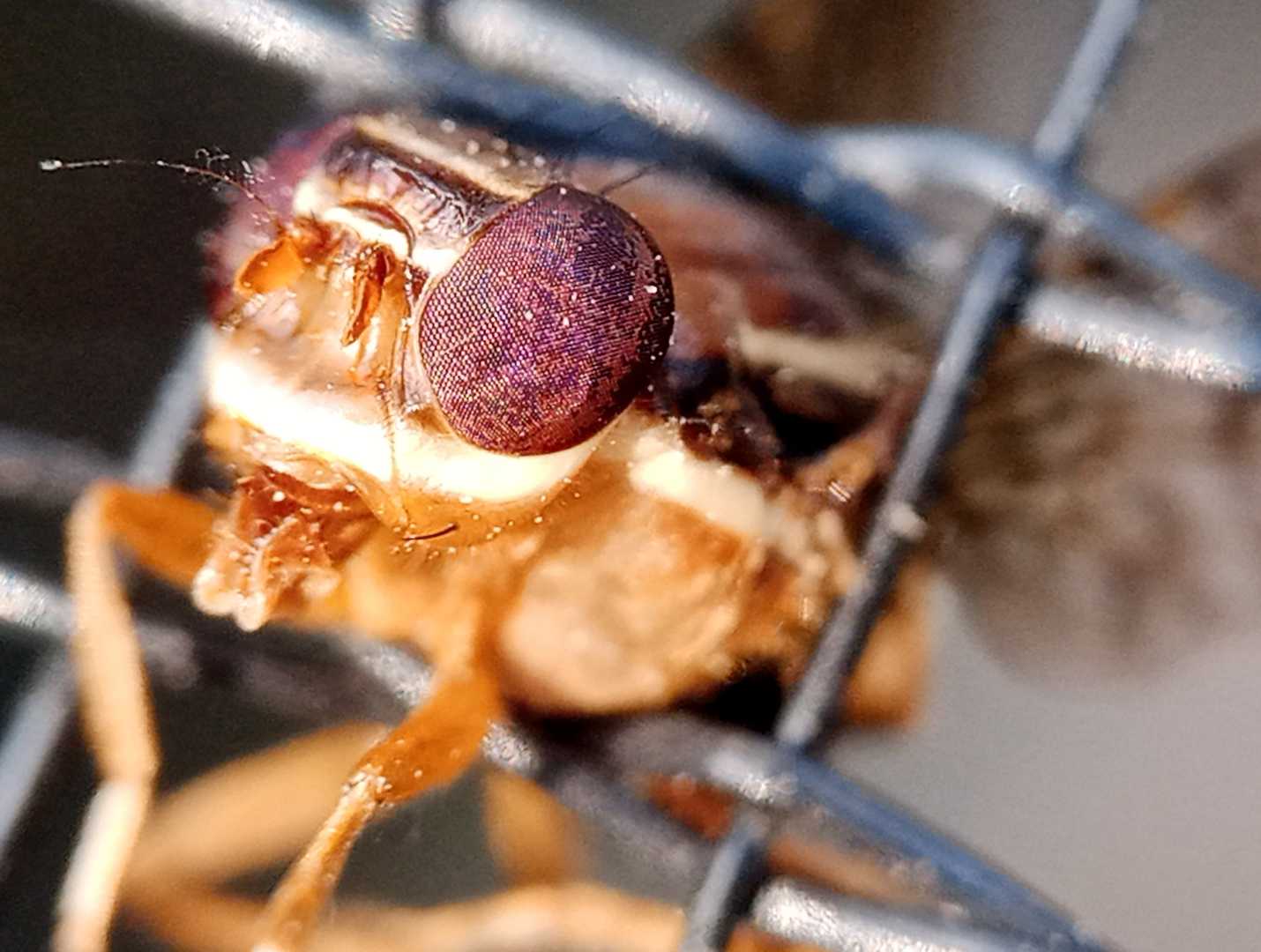 lalat kejebak 