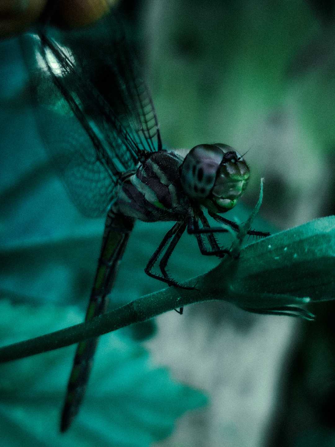 dragon fly
