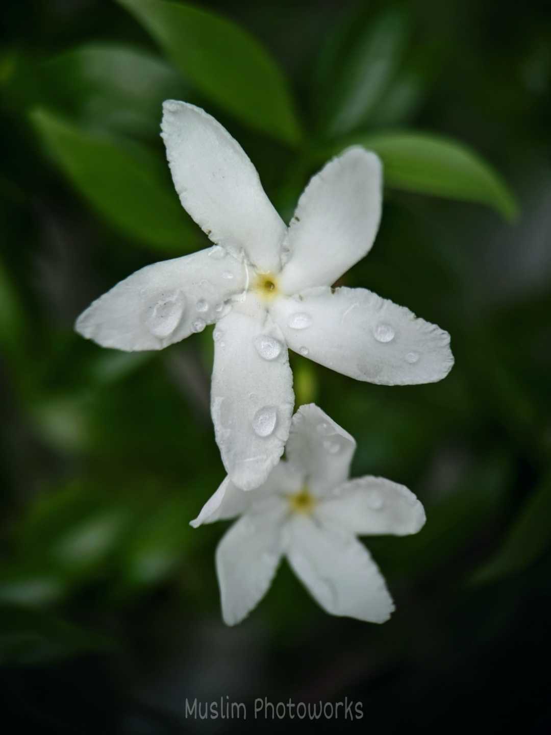 Morning Dew....
