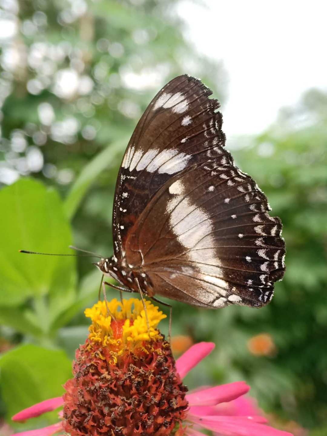 Hypolimnas bolina 