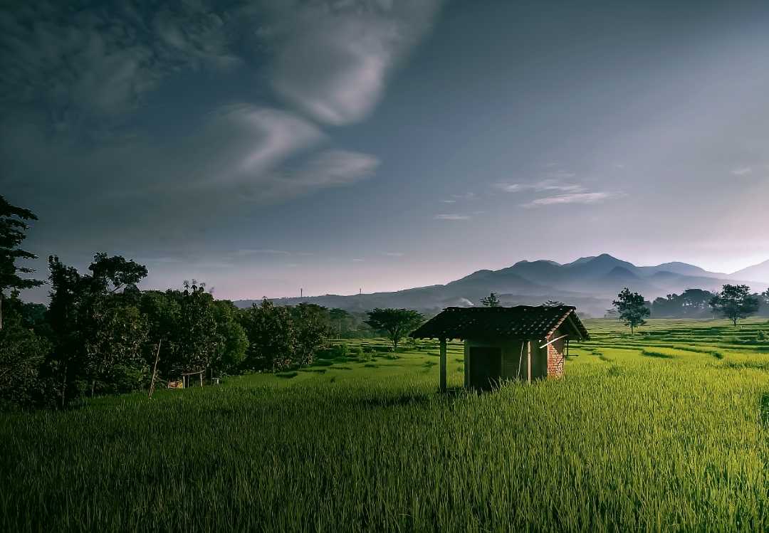 Sawah