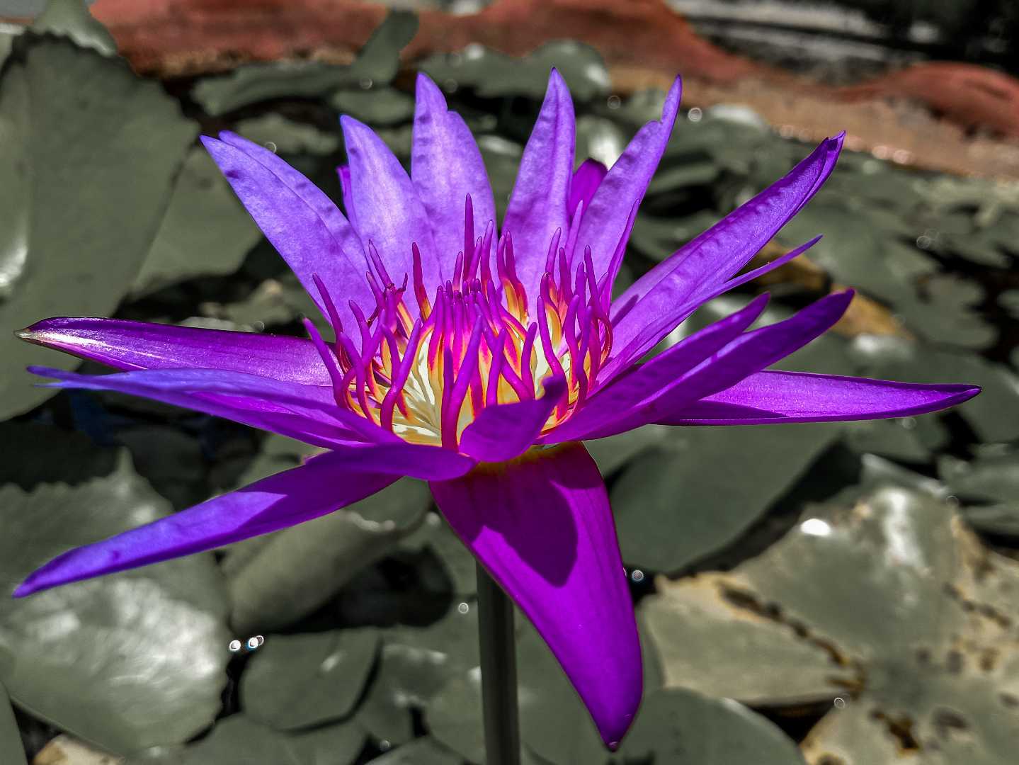 Teratai (Nymphaea)