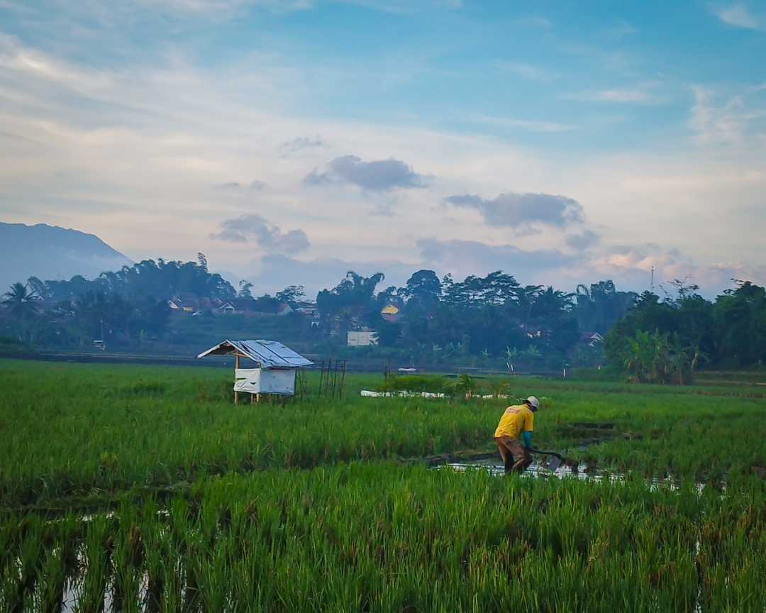 Rice fields