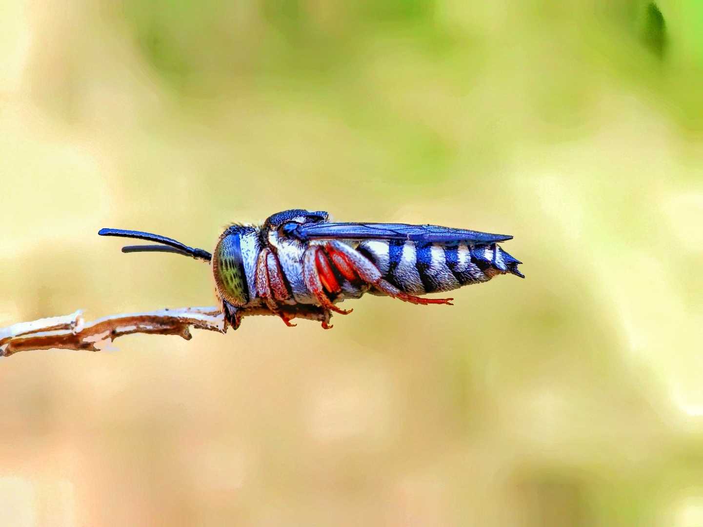 Coelioxys