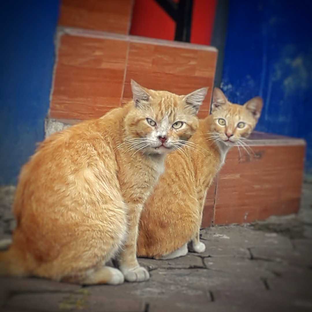 The cat