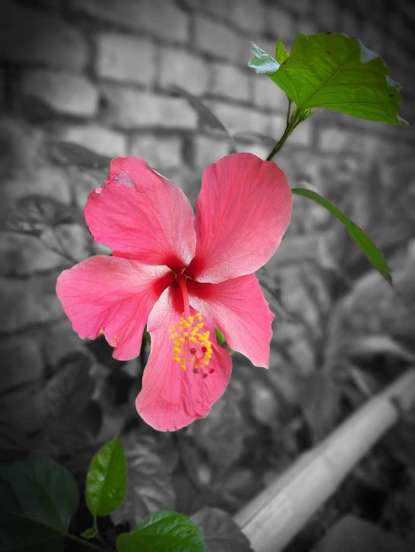 Flower 🌺