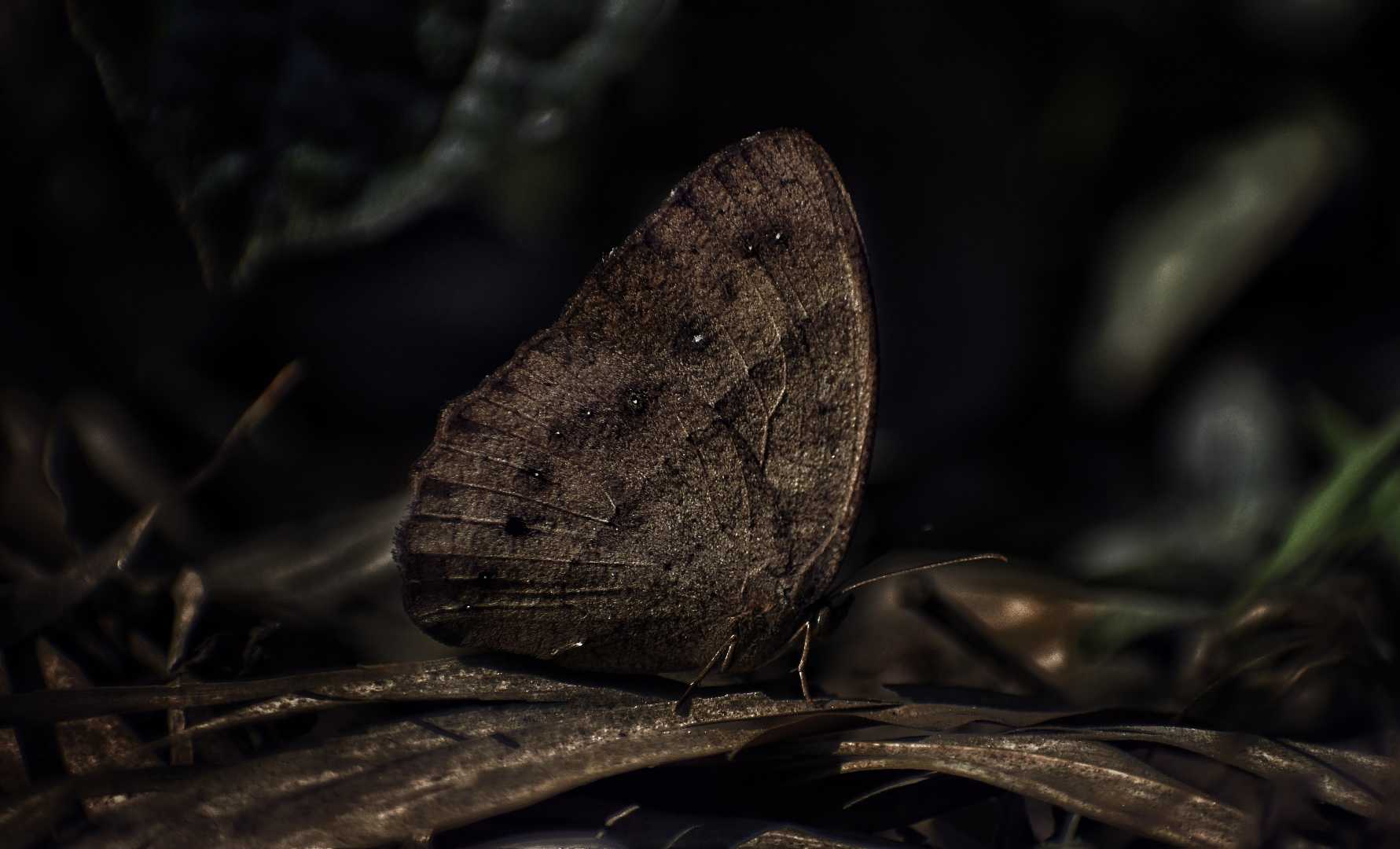 Biological Mimicry
