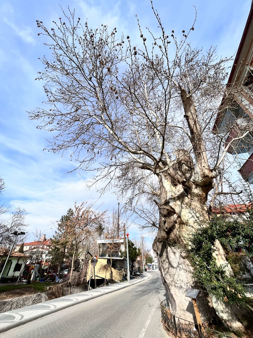 730 years old eastern sycamore tree