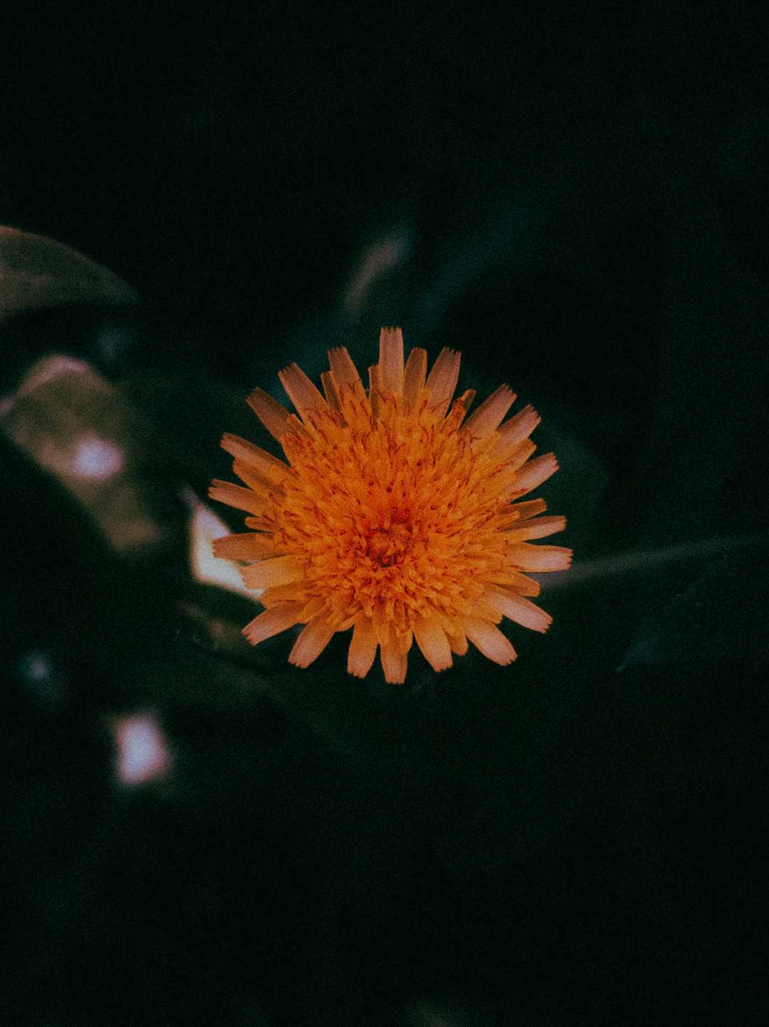 exquisite🌻