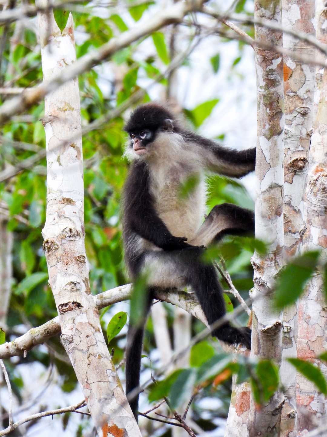 hewan Primata endemik Natuna