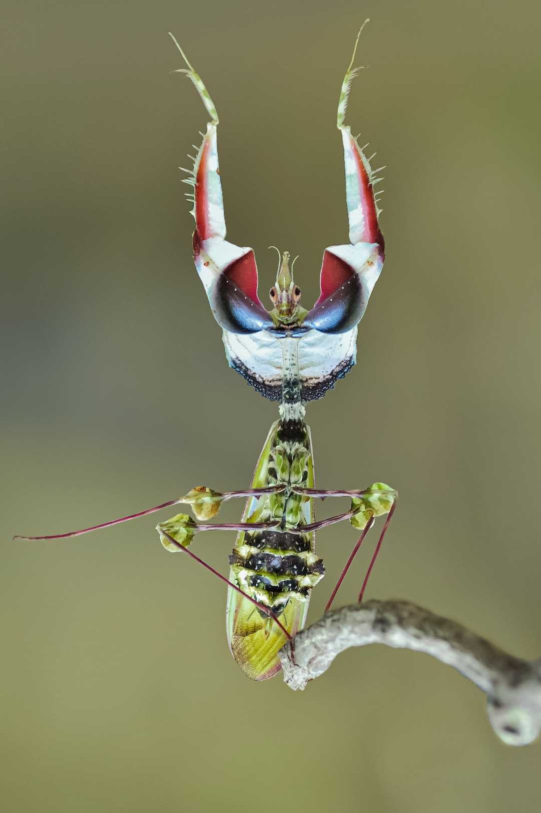 idolo mantis in dancing