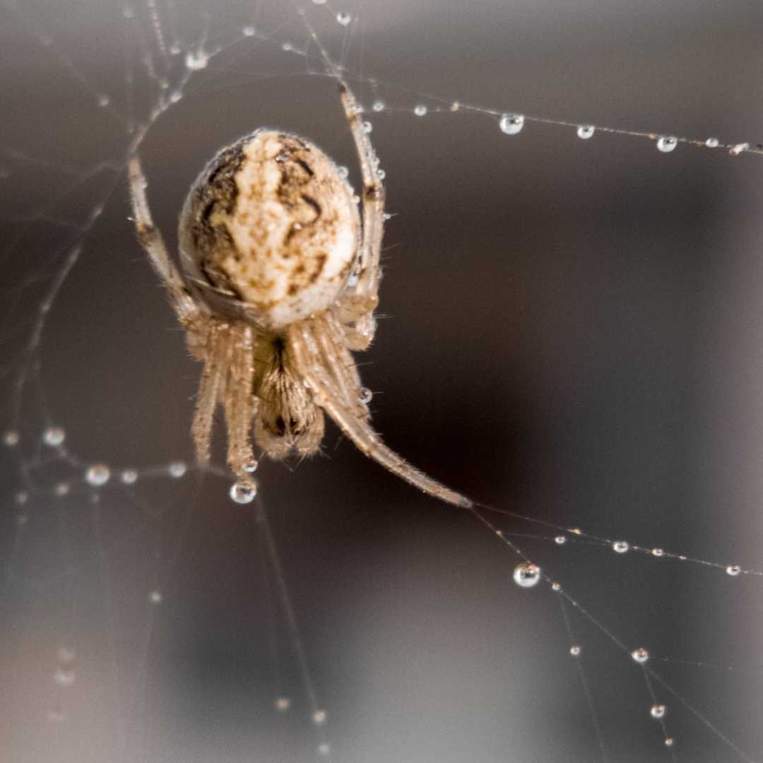Spider