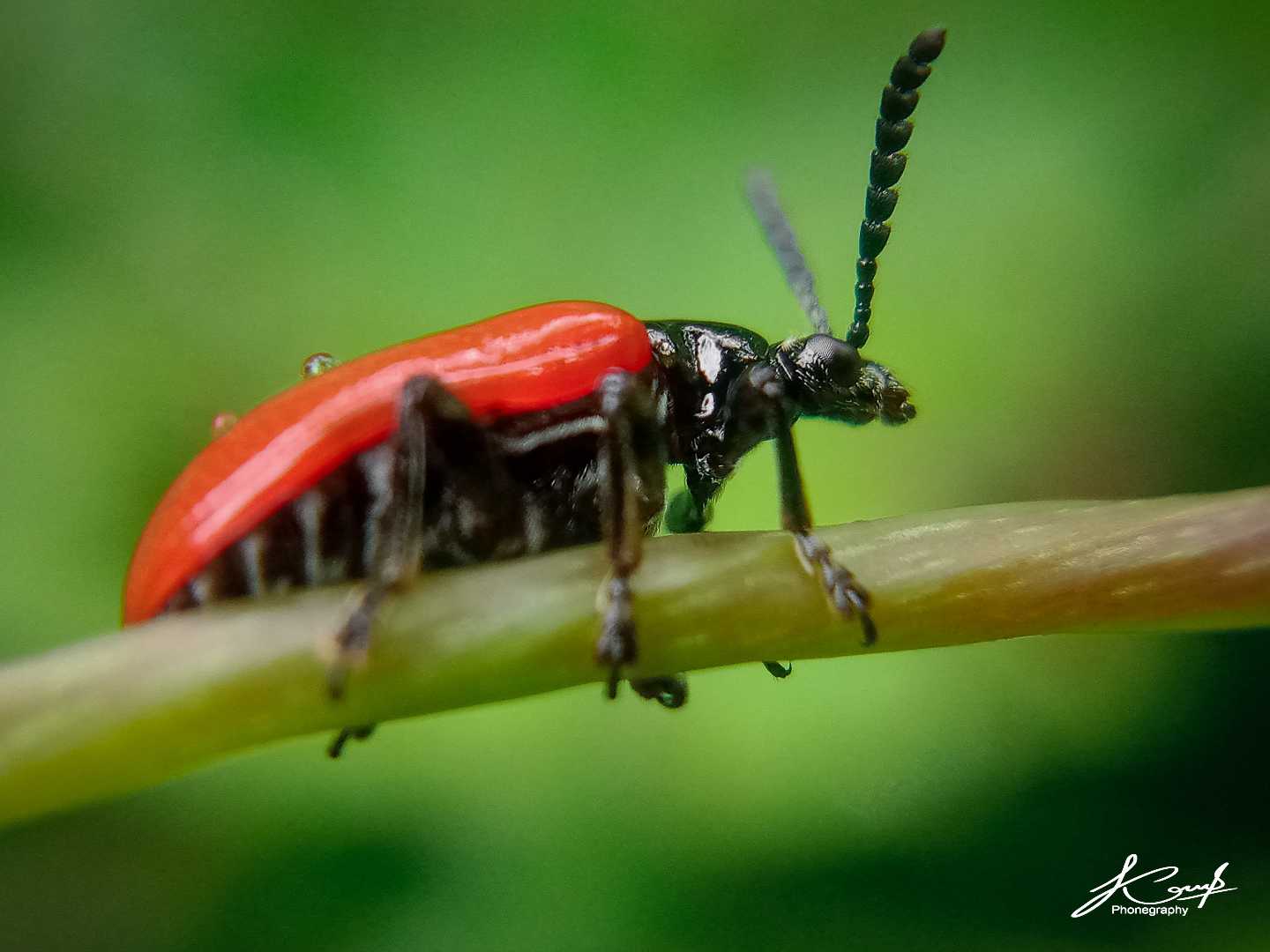 Lilioceris cheni
