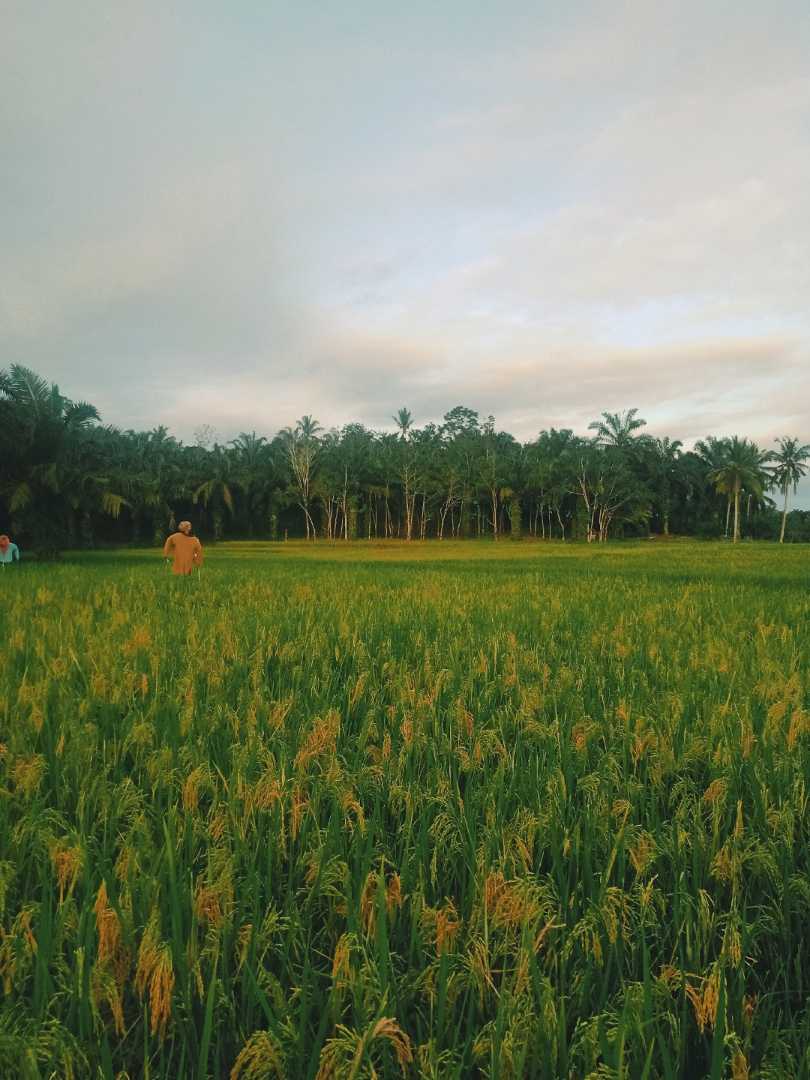 how does paddy grow?
