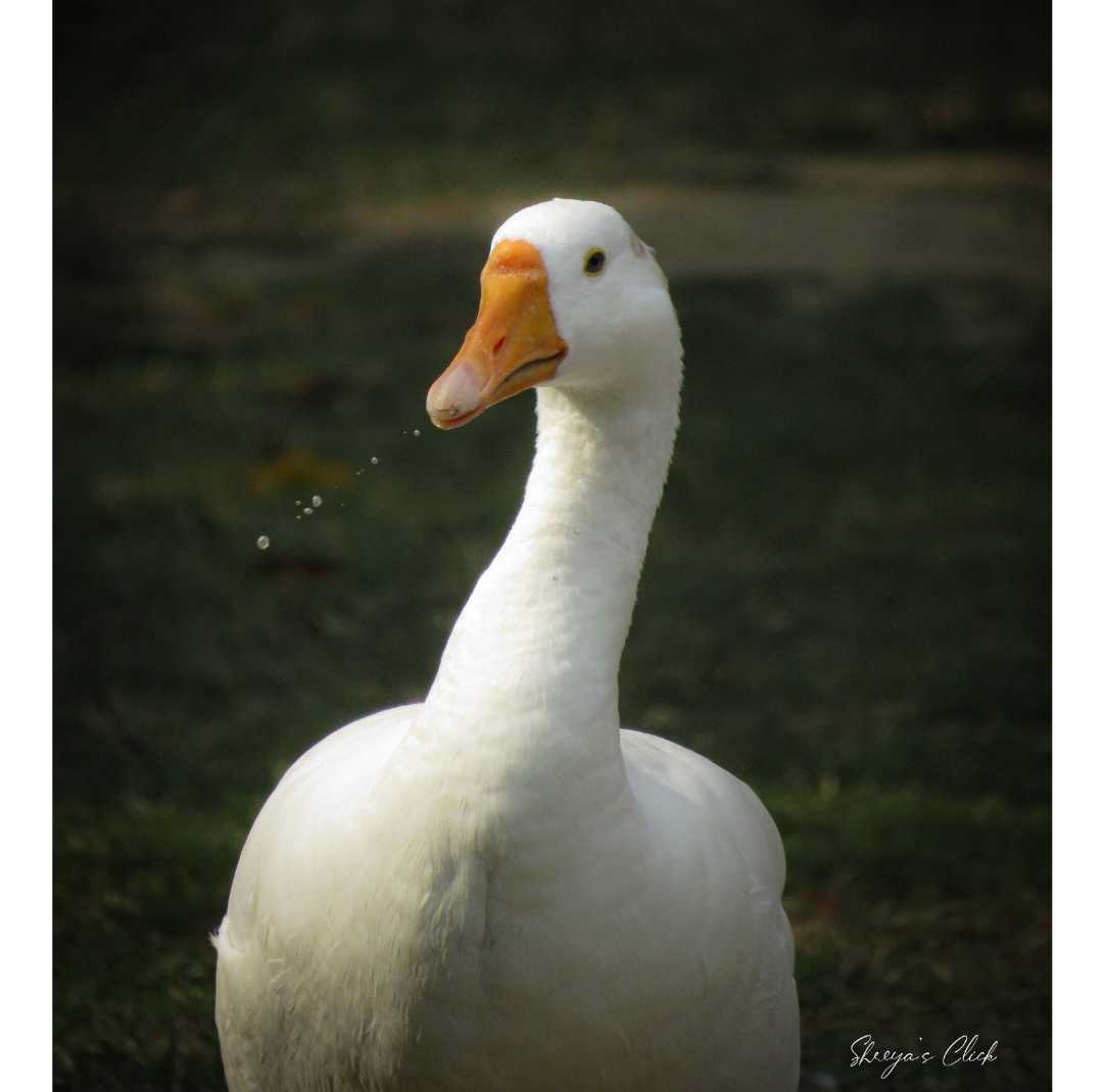 Domestic goose