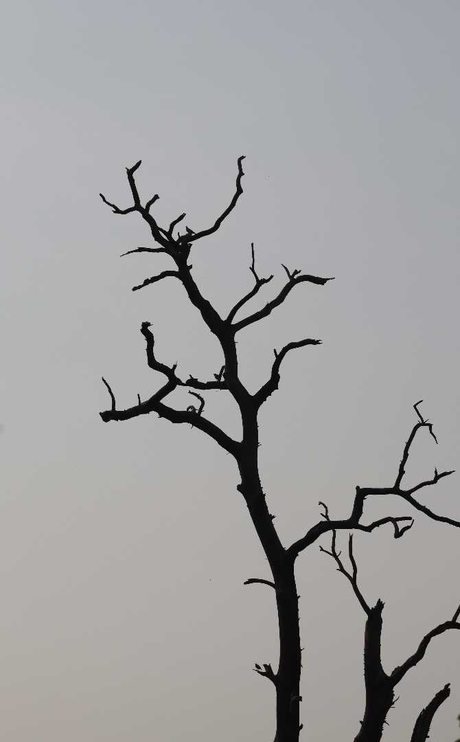 the dead tree gives no shelter but...