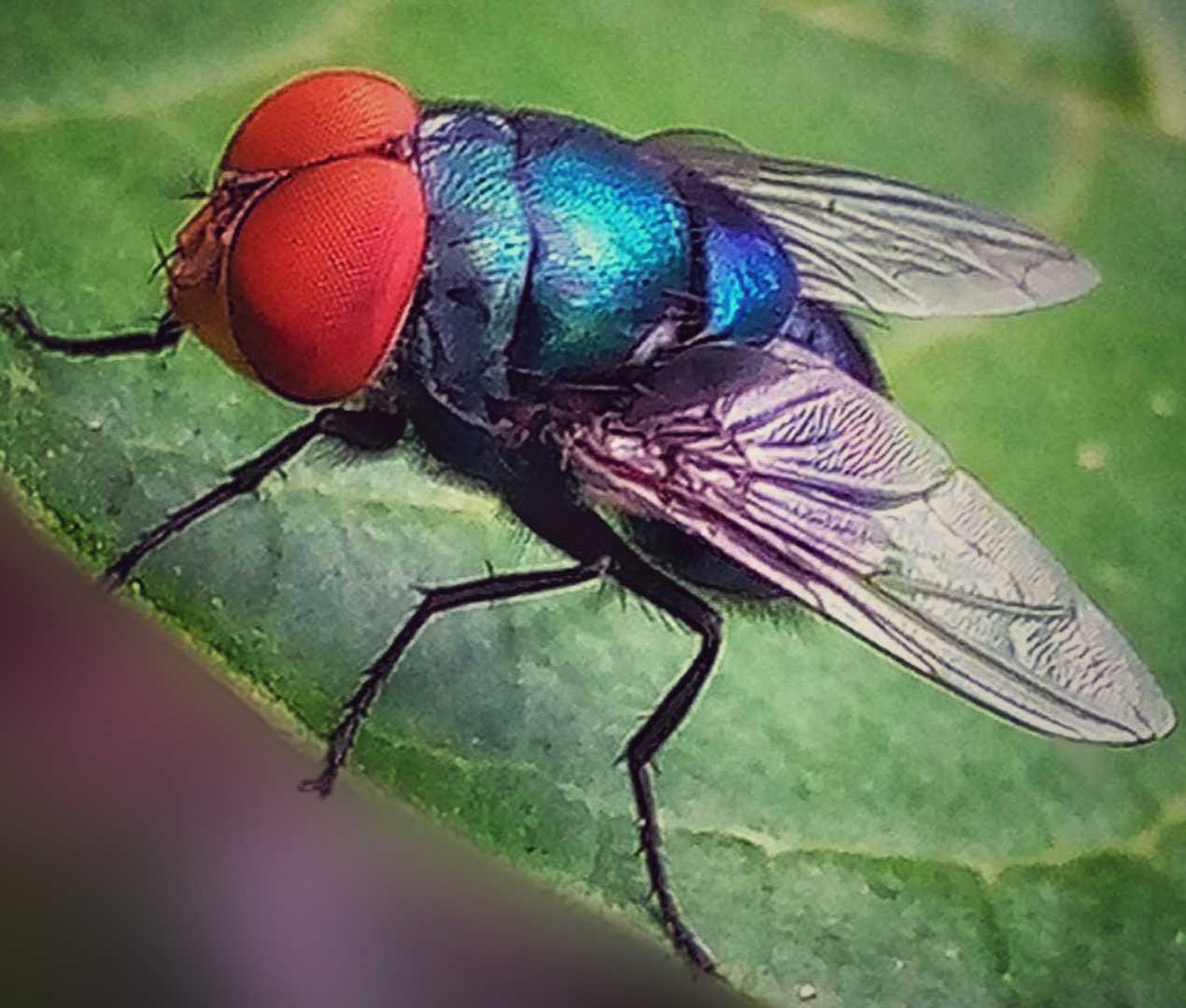 Chrysomya megacephala