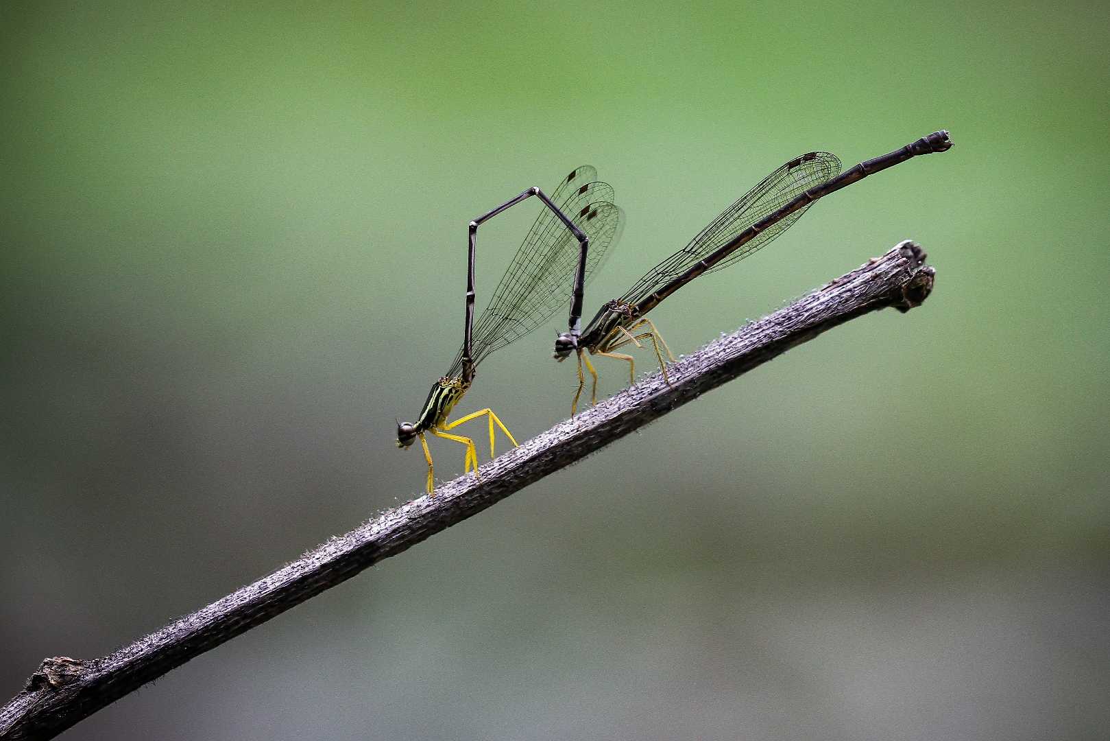 DAMSELFLIES 