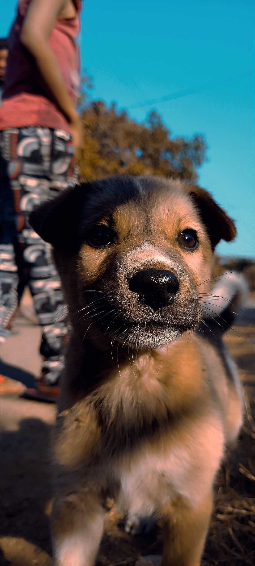 my pet
