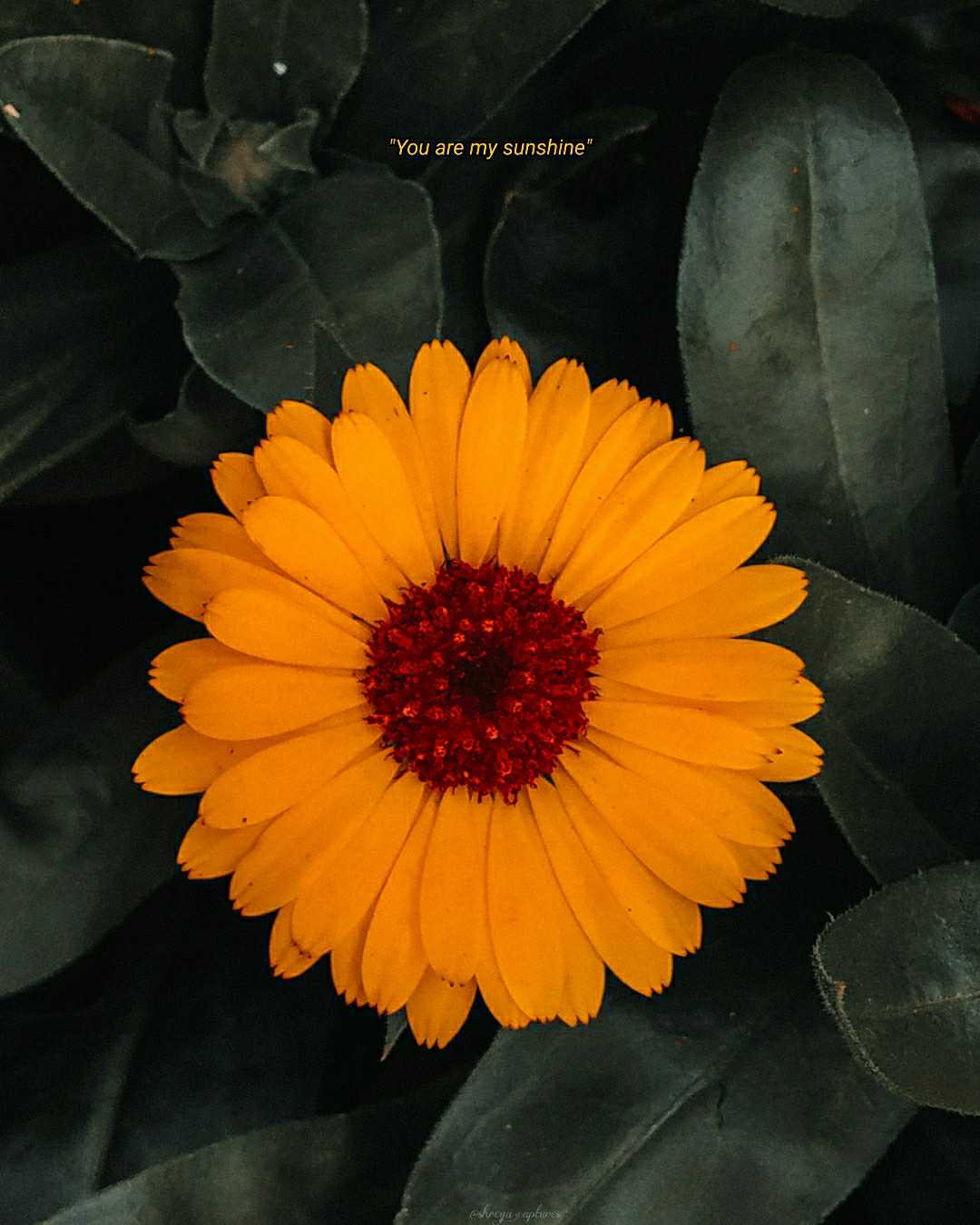 Pot Marigold. 