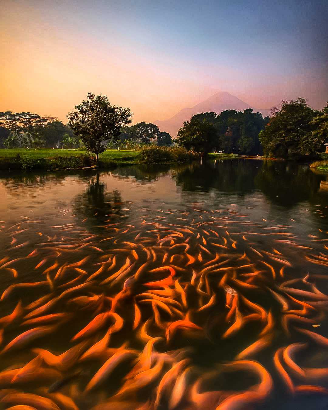 Beautiful Fish pond tourism