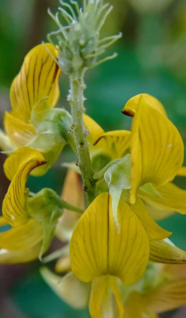 Crotalaria striata D.C. Atau

(Orok-orok)