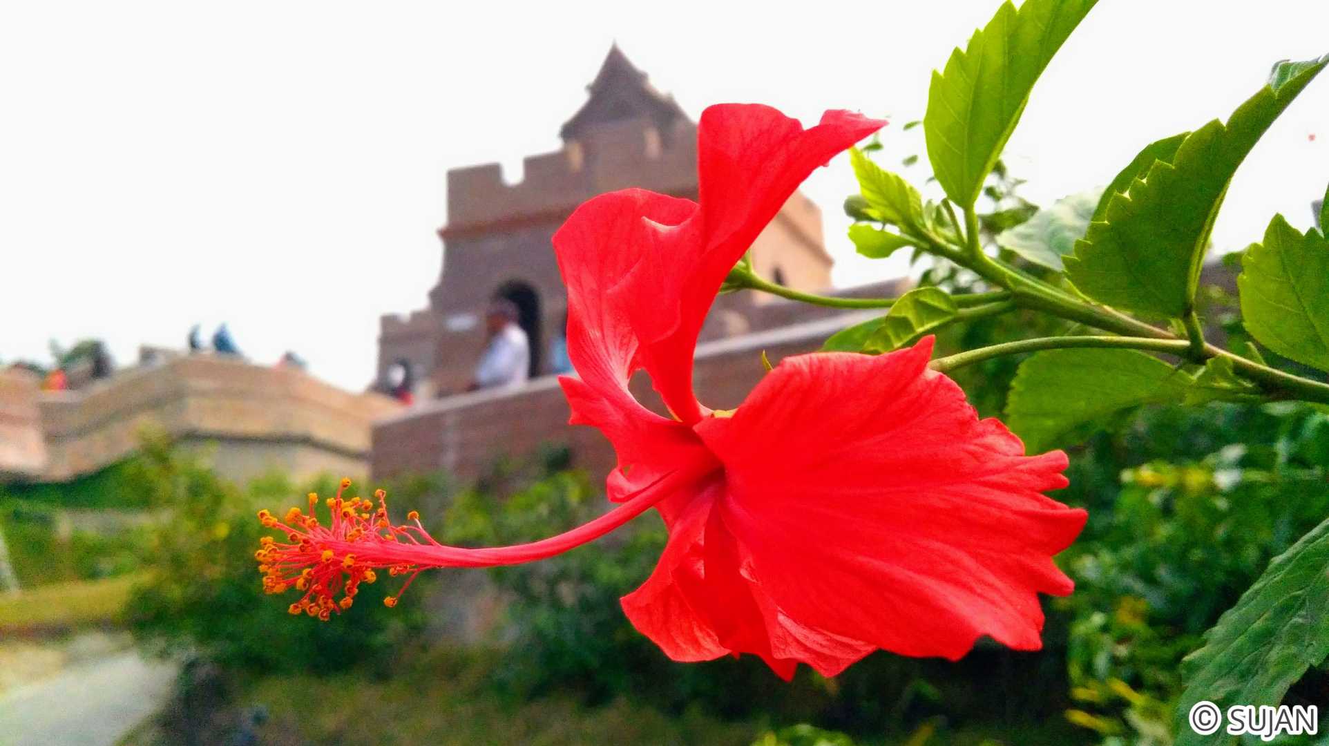 Flourished Flower