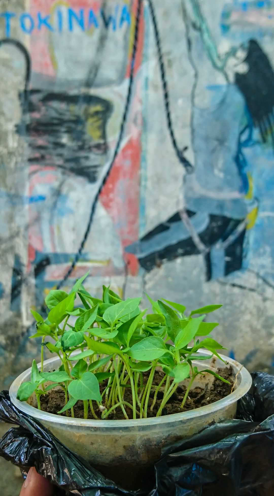 Kecamba Cabai