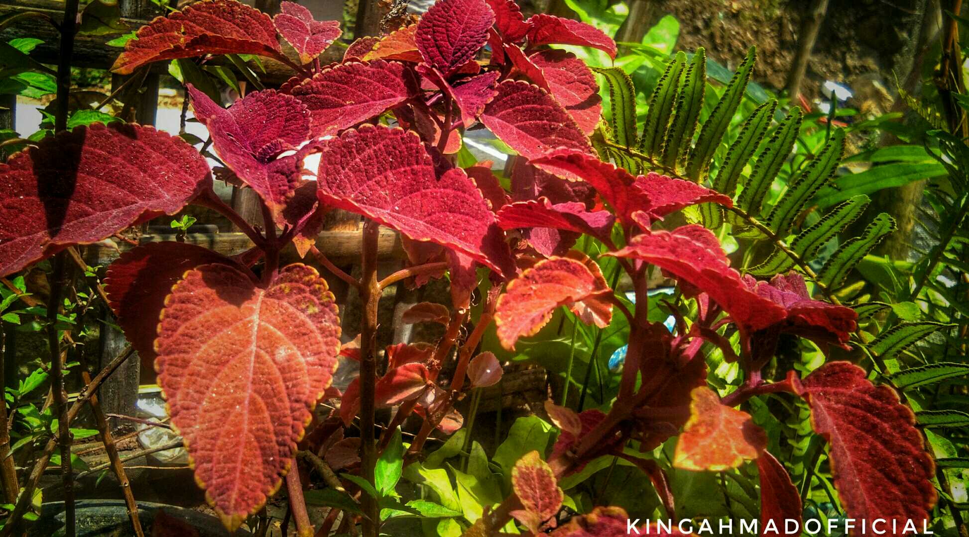 COLEUS